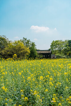 版画村油菜花田