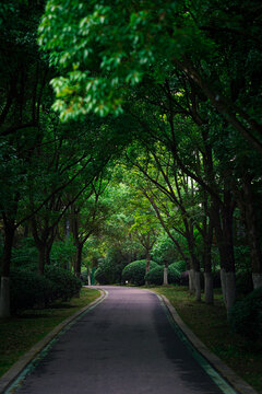 林荫道路