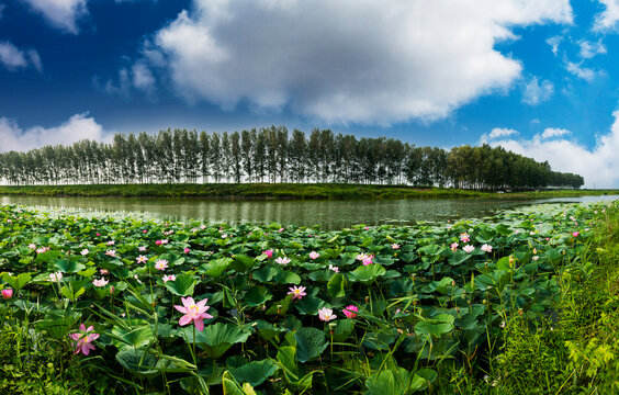 松花江湿地