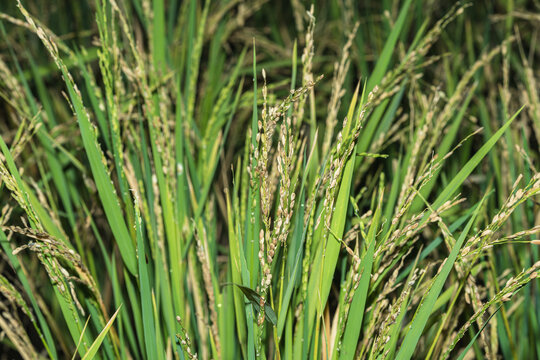 生长的水稻