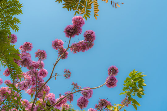 蓝天下粉红色的紫花风铃木花