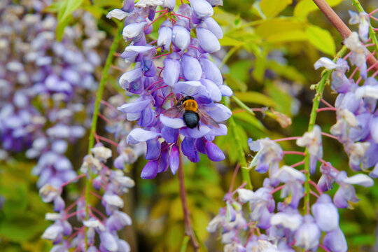 紫藤花上的蜜蜂