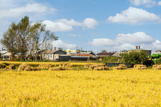 乡村稻田