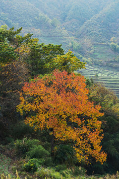 江西婺源篁岭景区的梯田和秋景