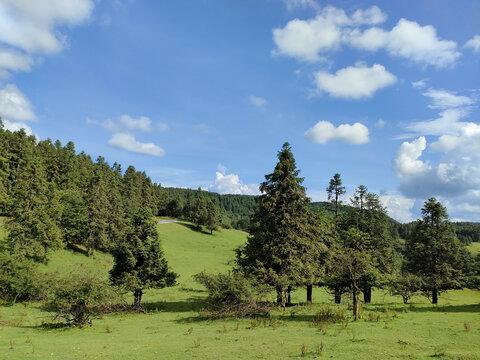 高山草甸仙女山15