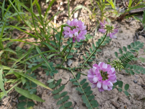 小紫花