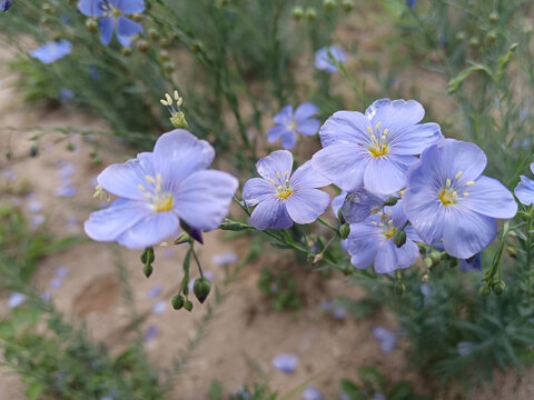 胡麻花