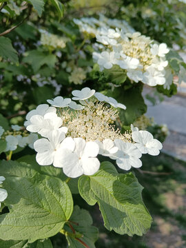 琼花绣球花