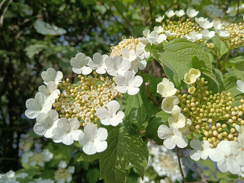 琼花绣球花