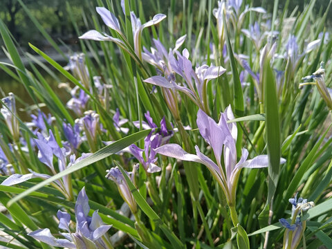 马兰花马莲花