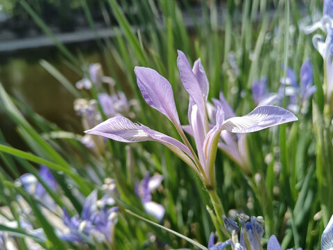 马莲花