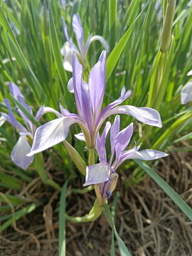 马莲花马兰花