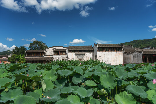 呈坎荷塘民居自然风光