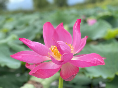 花草树木