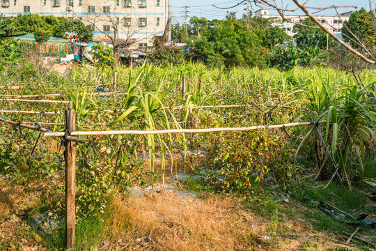 枣子地