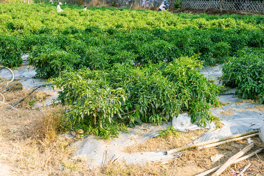 辣椒基地