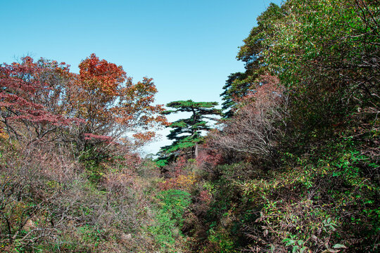 安徽黄山风景区