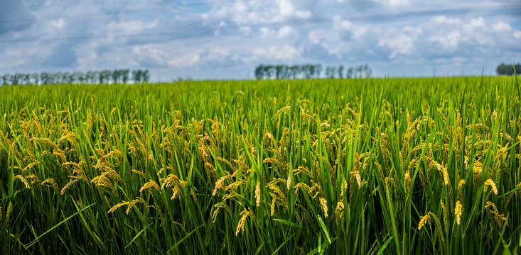 水稻抽穗