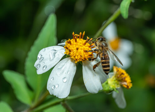 蜜蜂在花上授粉的特写镜头