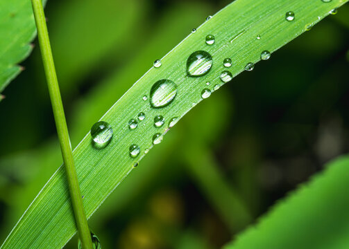 绿叶上雨滴的特写镜头