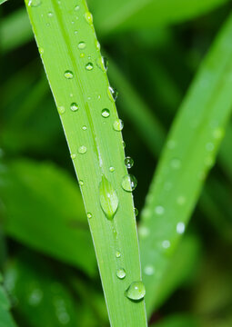 绿叶上雨滴的特写镜头