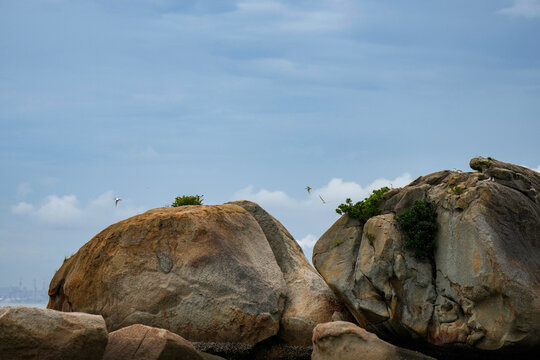 惠州海边礁石和小鸟黑枕燕鸥