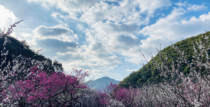 蓝天下的樱花