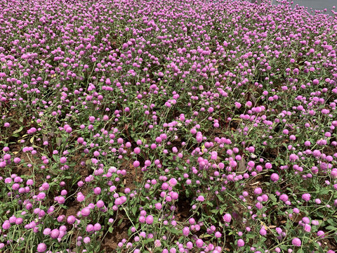 粉色千日红花卉