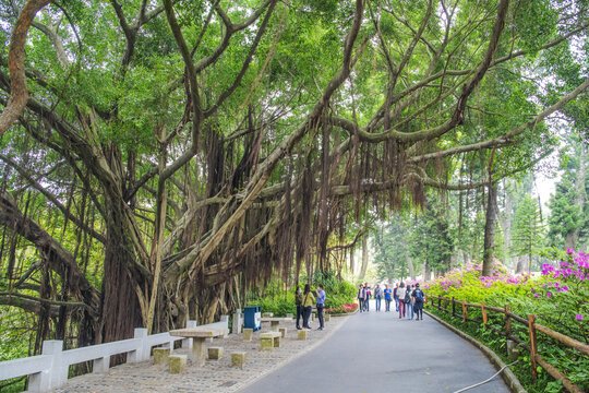 厦门园林植物园柏油路与榕树