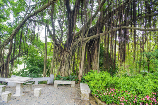 厦门园林植物园柏油路边榕树