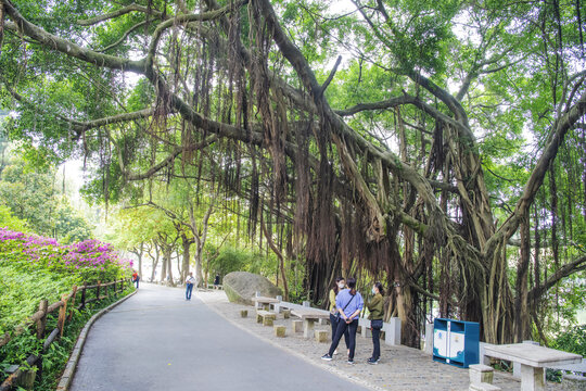 厦门园林植物园柏油与榕树