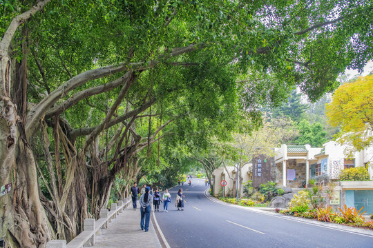 厦门植物园公路榕树科普展馆