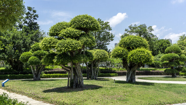 景观树