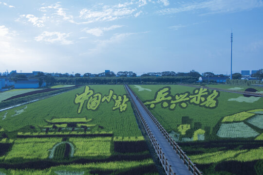 小站稻会馆种植核心区风光