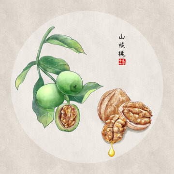 核桃插畫(huà)手繪