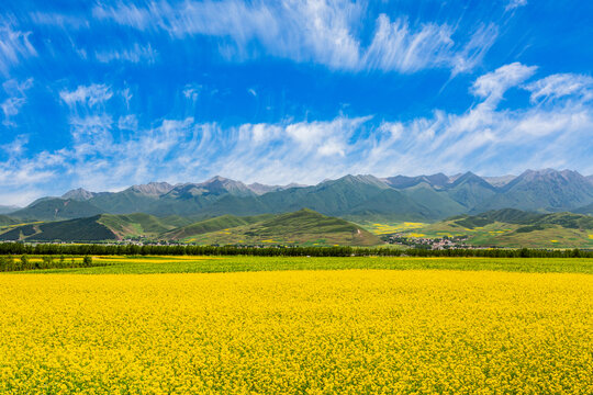 青海门源油菜花景区