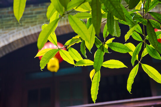 桂花树