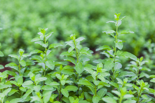 绿色蔬菜枸杞菜基地