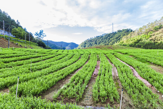 绿色蔬菜枸杞菜基地