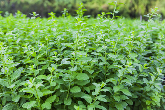 绿色蔬菜枸杞菜基地