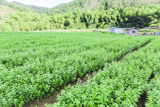 绿色蔬菜枸杞菜基地