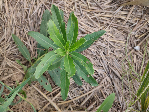 刺儿菜