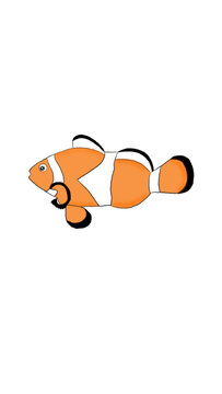 热带鱼小丑鱼手绘