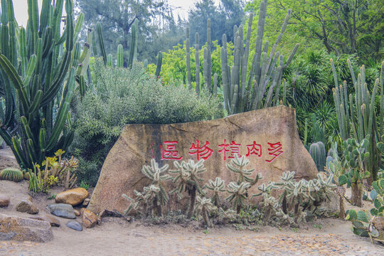 厦门植物园多肉植物区岩石雕