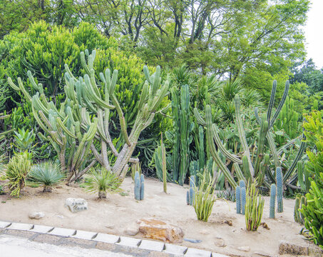 植物园路边多肉植物仙人掌