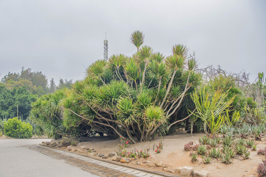 厦门园林植物园路边的龙血树