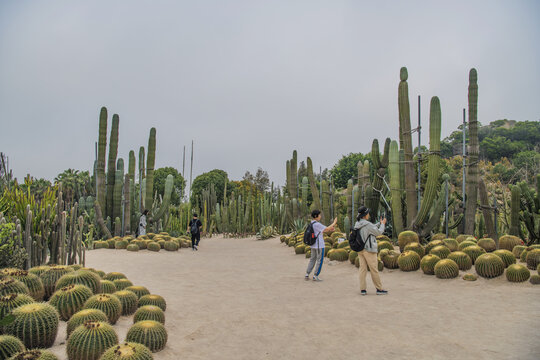 厦门植物园仙人球仙人掌与树林