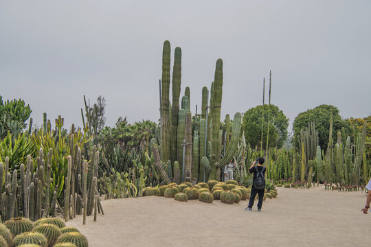 厦门植物园仙人球仙人掌与树木