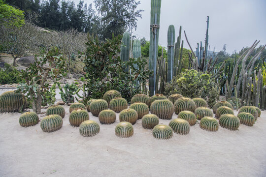 植物园仙人球仙人掌与鸡蛋花