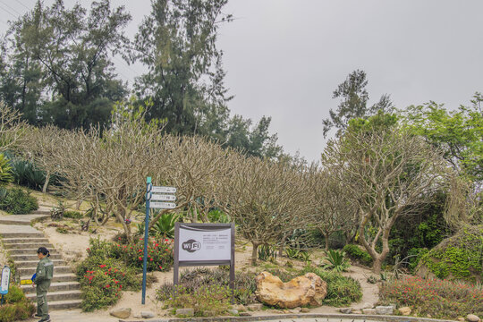 厦门植物园一片鸡蛋花树林